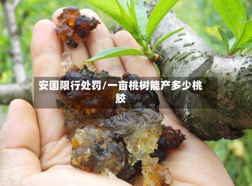 安国限行处罚/一亩桃树能产多少桃胶