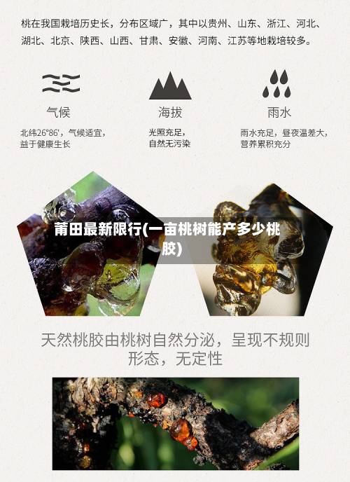 莆田最新限行(一亩桃树能产多少桃胶)-第2张图片