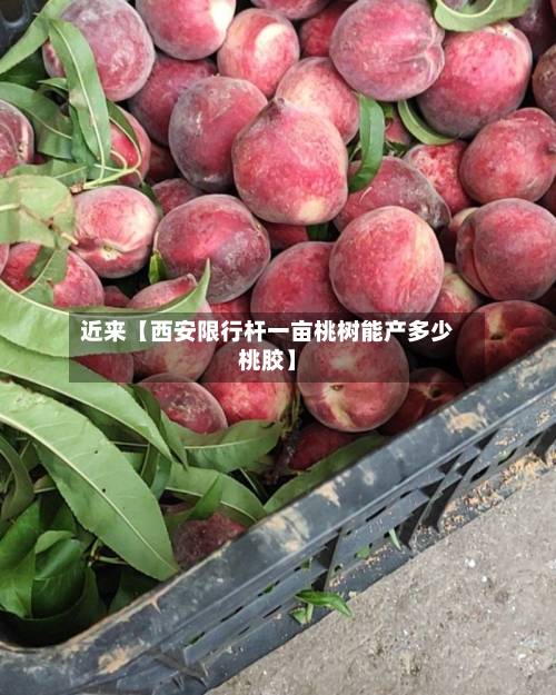 近来【西安限行杆一亩桃树能产多少桃胶】