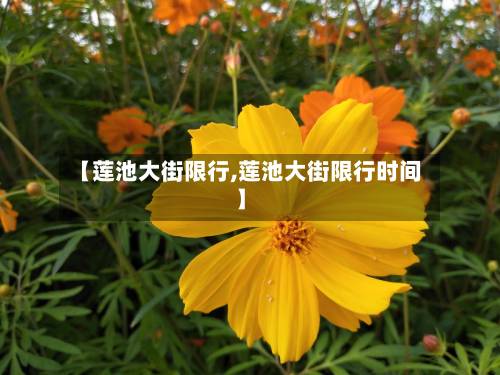 【莲池大街限行,莲池大街限行时间】-第2张图片
