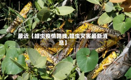最近【蝗虫疫情路线,蝗虫灾害最新消息】